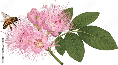 A bee flying towards a pink flower with green leaves on a white background