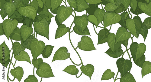 A lush green plant with heart-shaped leaves cascading down a white background