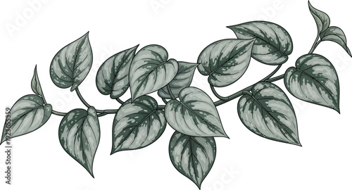 A detailed illustration of a plant branch with many green leaves on a white background