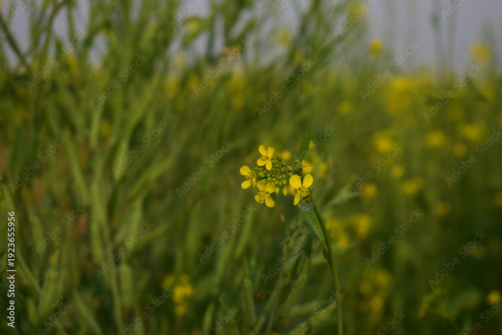 Obraz premium Mustard Flower Close-Up - Golden Beauty of Rural Fields. A close-up view of mustard flowers reveals the delicate structure and vibrant yellow petals that brighten winter landscapes across Bangladesh. 