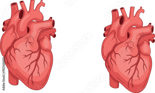 Human Heart Anatomy Medical Illustration Set with Detailed Veins Arteries and Cardiovascular Organ for Healthcare Education Vector Police Stop