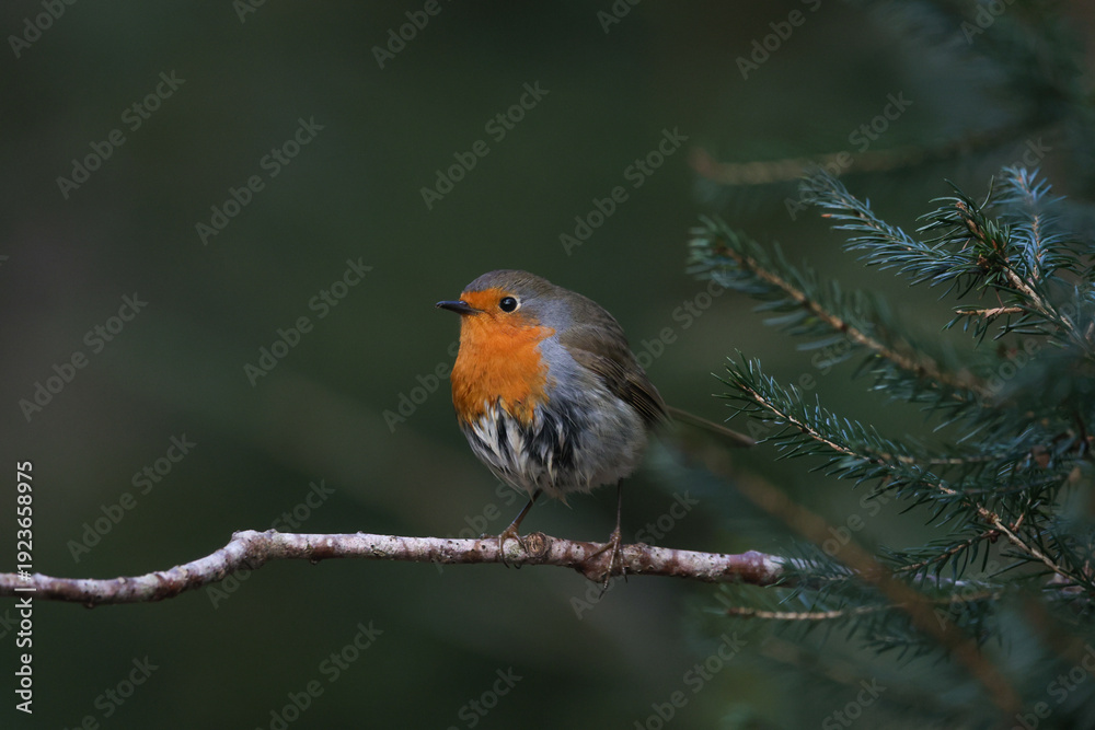 Fototapeta premium robin