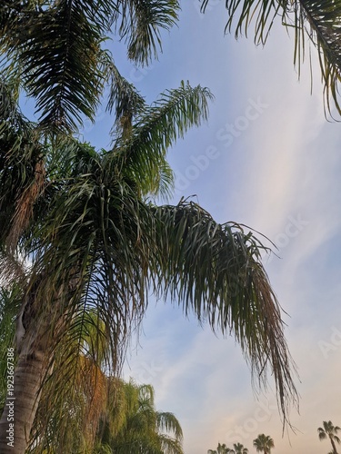 Palmenfotografie. Minimalistischer Ansatz. Tageslicht. Im Freien. Früchte von Palmen. Grünes Blattwerk. Üppige Vegetation. Tropische Szene. Ökologische Umgebung. Himmel mit Wolken. Windiges Wetter. Ba