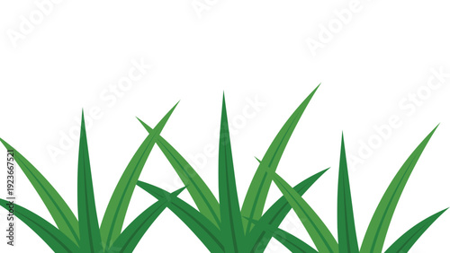Flat Vector Illustration of Green Grass Blades Border Isolated on White Background