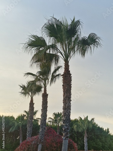 Palmenfotografie. Minimalistischer Ansatz. Tageslicht. Im Freien. Früchte von Palmen. Grünes Blattwerk. Üppige Vegetation. Tropische Szene. Ökologische Umgebung. Himmel mit Wolken. Windiges Wetter. Ba