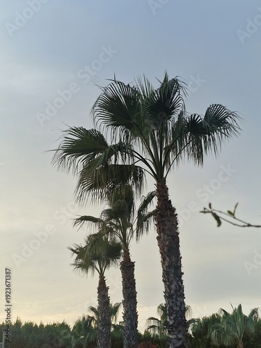 Palmenfotografie. Minimalistischer Ansatz. Tageslicht. Im Freien. Früchte von Palmen. Grünes Blattwerk. Üppige Vegetation. Tropische Szene. Ökologische Umgebung. Himmel mit Wolken. Windiges Wetter. Ba