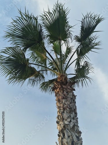Palmenfotografie. Minimalistischer Ansatz. Tageslicht. Im Freien. Früchte von Palmen. Grünes Blattwerk. Üppige Vegetation. Tropische Szene. Ökologische Umgebung. Himmel mit Wolken. Windiges Wetter. Ba
