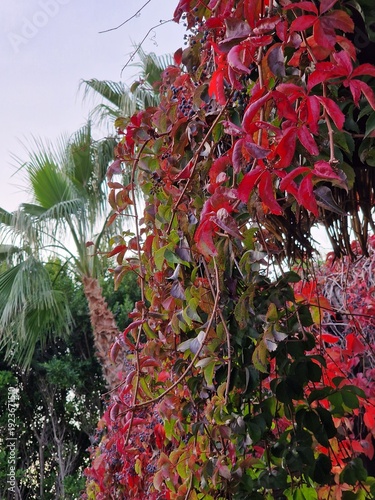Palmenfotografie. Minimalistischer Ansatz. Tageslicht. Im Freien. Früchte von Palmen. Rotes Blattwerk. Üppige Vegetation. Tropische Szene. Ökologische Umgebung. Himmel mit Wolken. Windiges Wetter. 