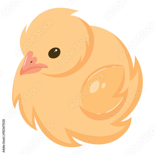 A little yellow chick, newborn chicken sitting isolated