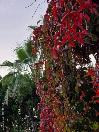 Palmenfotografie. Minimalistischer Ansatz. Tageslicht. Im Freien. Früchte von Palmen. Rotes Blattwerk. Üppige Vegetation. Tropische Szene. Ökologische Umgebung. Himmel mit Wolken. Windiges Wetter. 
