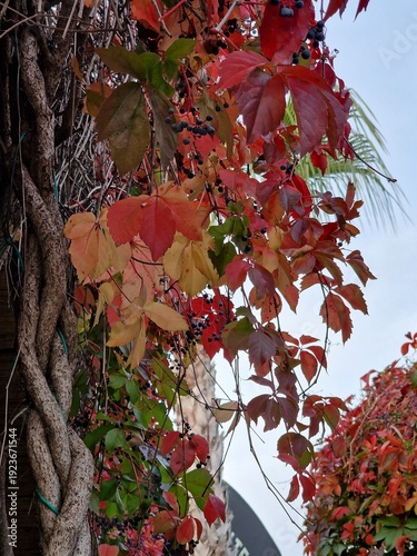 Palmenfotografie. Minimalistischer Ansatz. Tageslicht. Im Freien. Früchte von Palmen. Rotes Blattwerk. Üppige Vegetation. Tropische Szene. Ökologische Umgebung. Himmel mit Wolken. Windiges Wetter. 