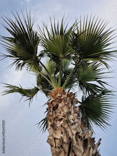 Palmenfotografie. Minimalistischer Ansatz. Tageslicht. Im Freien. Früchte von Palmen. Grünes Blattwerk. Üppige Vegetation. Tropische Szene. Ökologische Umgebung. Himmel mit Wolken. Windiges Wetter. Ba