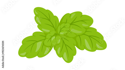 Flat Vector Illustration of Fresh Green Mint Leaves Bunch Isolated on White Background