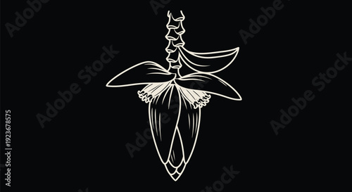 Banana Blossom Hanging Monoline Outline on Black – Off-White Minimal Banana Flower Vector Line Art