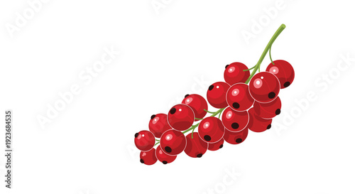 Fresh ripe red currants on a branch isolated on a white background representing a healthy and natural fruit nutrition concept.