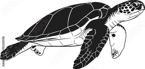 Black and white sea turtle vector illustration
