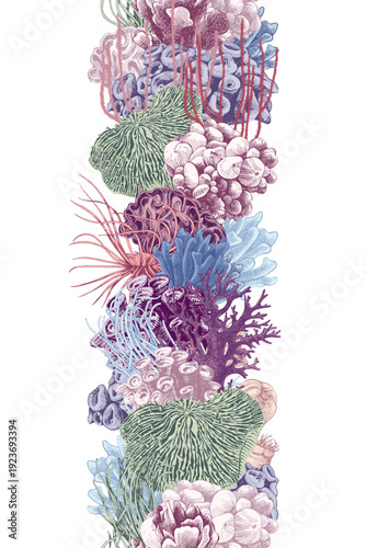 Hand drawn coral reef vertical seamless border