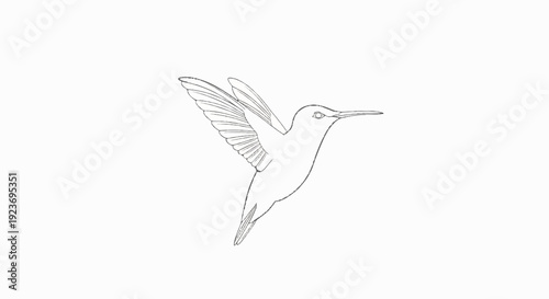 Pencil sketch of a hummingbird hovering with wings outstretched