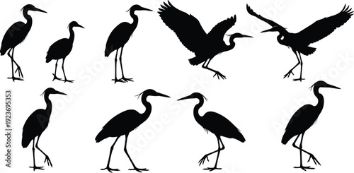 Silhouettes of Great Blue Herons and Egrets in Various Poses Including Standing Walking and Flying Isolated on White Background for Design