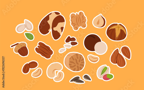 Collection of different nuts. Peanut, walnut, hazelnut, pistachio, almond and cashew. Concept of healthy food. Products for snack. Vector flat illustration.
