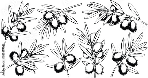 Black and White Olive Branches with Fruits and Leaves Hand Drawn Sketch