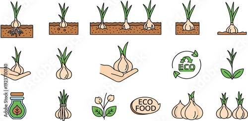 Garlic growing stages and ecofriendly food illustration set