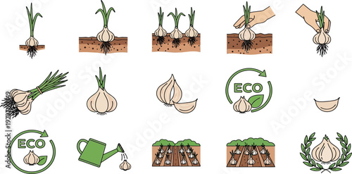 Garlic growth stages and ecofriendly cultivation icons  isolated on transparent background