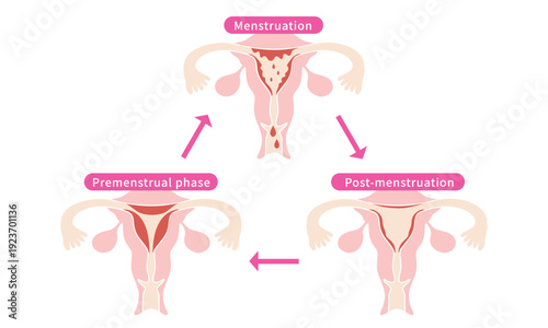 Menstrual Cycle Illustration – Diagram of Female Body Changes (Menstruation, Post-menstruation, Premenstrual Phase)