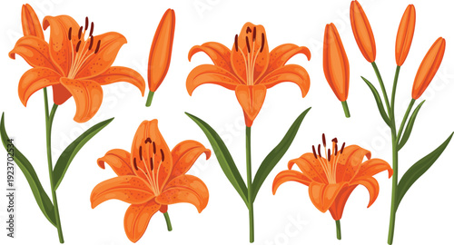 Orange Lily Flower Vector Set with Blooming Tiger Lilies, Buds, and Green Leaves for Garden Illustration, Floral Design, and Spring Botanical Projects