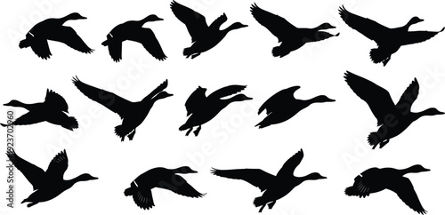 Collection of black wild duck silhouettes in various flying and gliding poses isolated on white background for hunting and nature designsCollection of black wild 