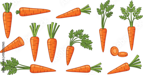 Carrot Vegetable Vector Set with Whole, Cut, and Leafy Orange Roots for Fresh Organic Food Illustration and Healthy Farm Produce Design