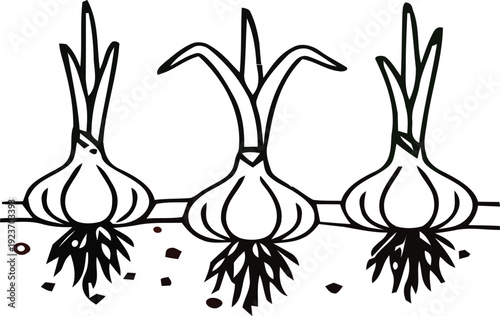 Three garlic bulbs with roots and leaves growing from ground