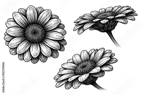 Dotted flower head. A detailed flower head is presented in three views: straight-on view, side view, and three-quarter angled view, emphasizing layered petals