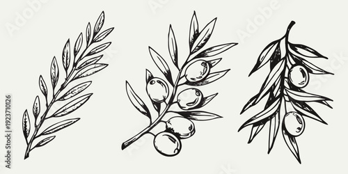 Vintage illustration of olive branches with leaves and ripe olives