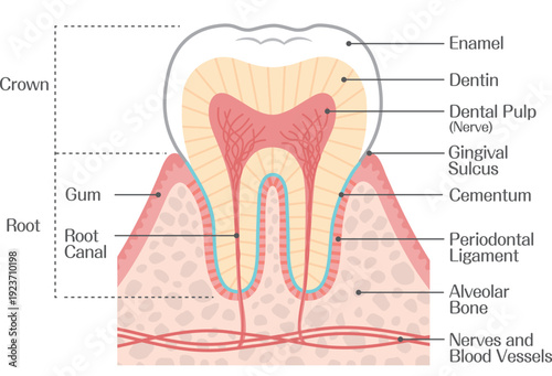 Structure of the Tooth Anatomy Diagram, Crown Root Enamel Dentin Gum Illustration