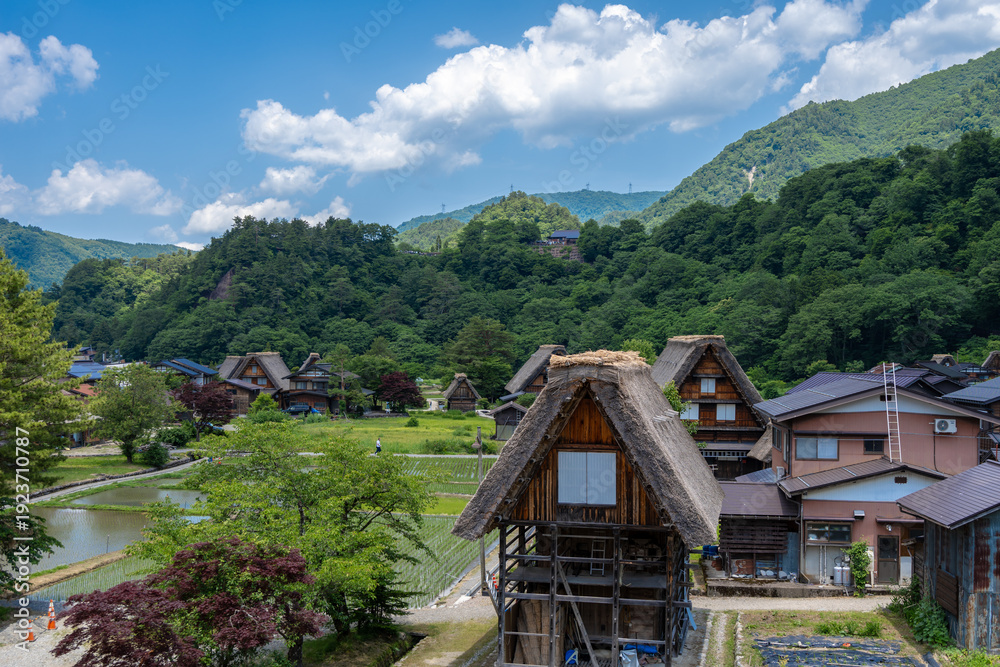 Fototapeta premium Traditional rice fields and gassho houses in Shirakawa-go village, Japan