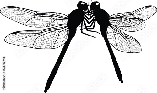 Two dragonfly silhouettes face each other in delicate mating display.