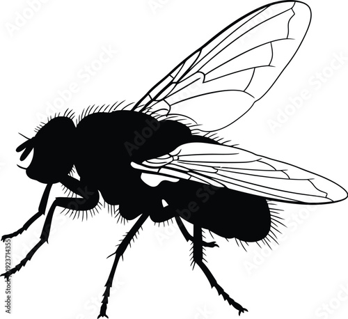 Detailed silhouette illustration of a common house fly isolated on white.