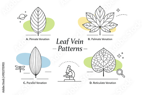 Leaf vein patterns. Clean vector composition inspired by botanical diagrams, with fine branching lines spreading naturally across soft
