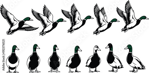 Mallard, duck, vector, set, with, flying, and, standing, poses, green, head, waterfowl, hunting, icons, nature, wildlife, birds, illustrations, pond, animals.