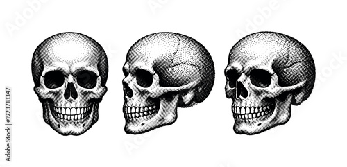 Three vintage skulls in different views, front and profile, rendered in halftone style