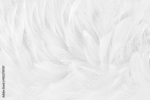 Beautiful white grey bird feathers pattern texture background.