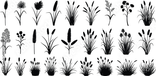 Collection of realistic wild grass and field plant silhouettes including meadow reeds and decorative stalks isolated on white background for natureCollection of realistic 