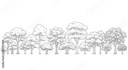 A detailed black and white illustration of a diverse collection of trees standing in a row, showcasing various shapes and sizes of foliage and trunks.