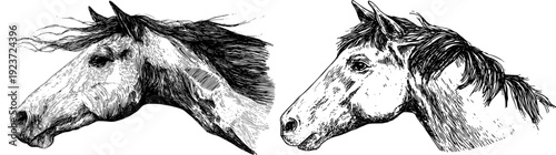 Galloping into the Dawn: A Dynamic Horse Portrait