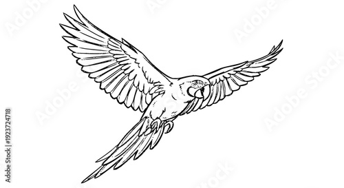 Bird in Flight with Outstretched Wings Illustration.