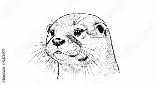 Otter Head Sketch Close Up Illustration.