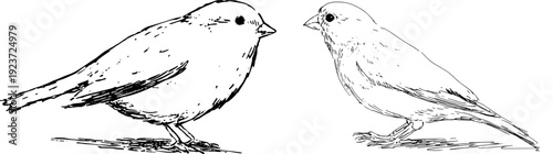 A Yellow Canary's Journey