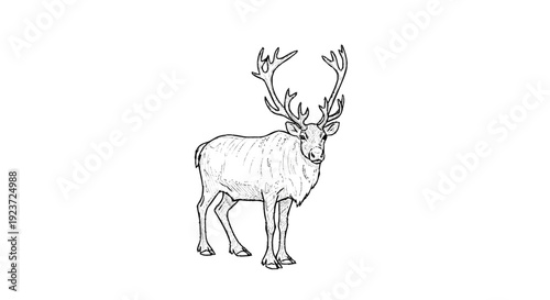 Deer with Large Antlers Standing Illustration.