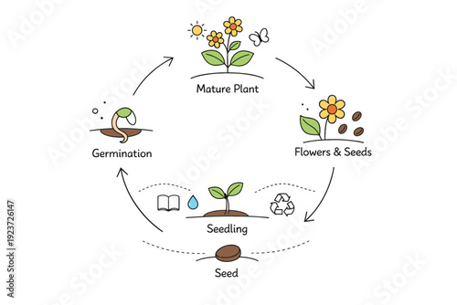Plant life cycle visual. A circular diagram showing the cycle from seed to mature flowering plant and back to seed stage. The illustration conveys